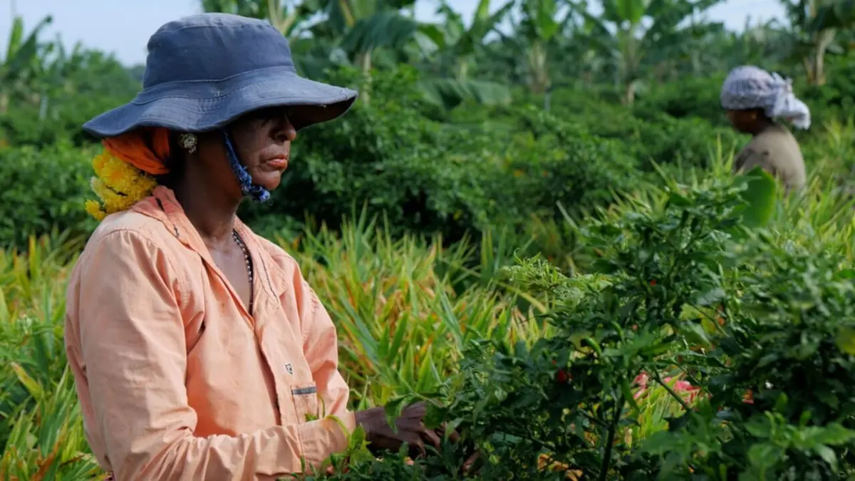 Les maîtres du piment