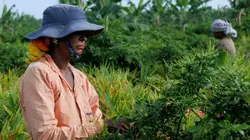 Les maîtres du piment