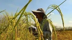 Visuel de Les maîtres du riz