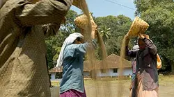 Visuel de Les maîtres du riz