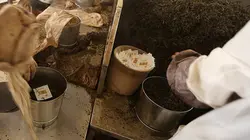 Les maîtres du thé