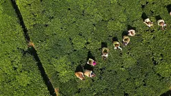 Les maîtres du thé