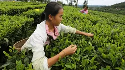 Les maîtres du thé