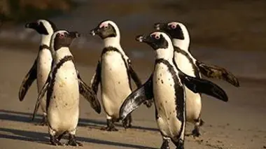 Les manchots du Cap