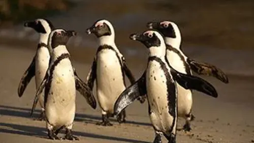 Les manchots du Cap