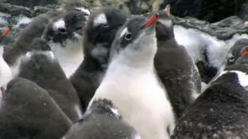 Les manchots, rois de la banquise