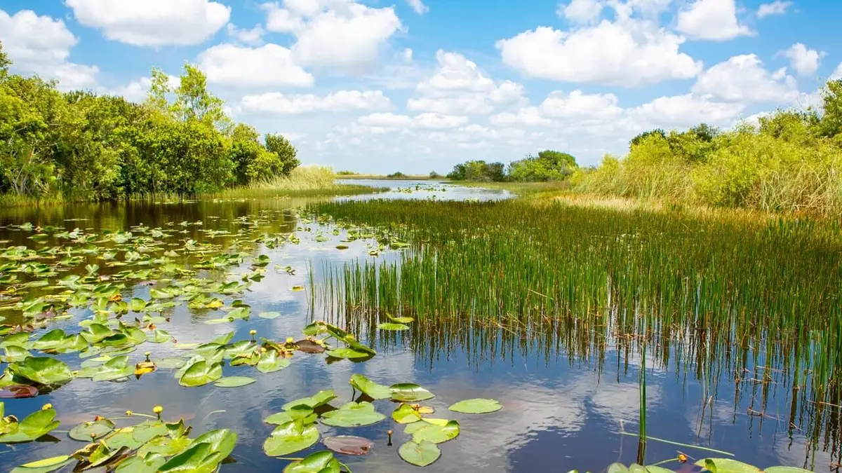 Les marais des Everglades