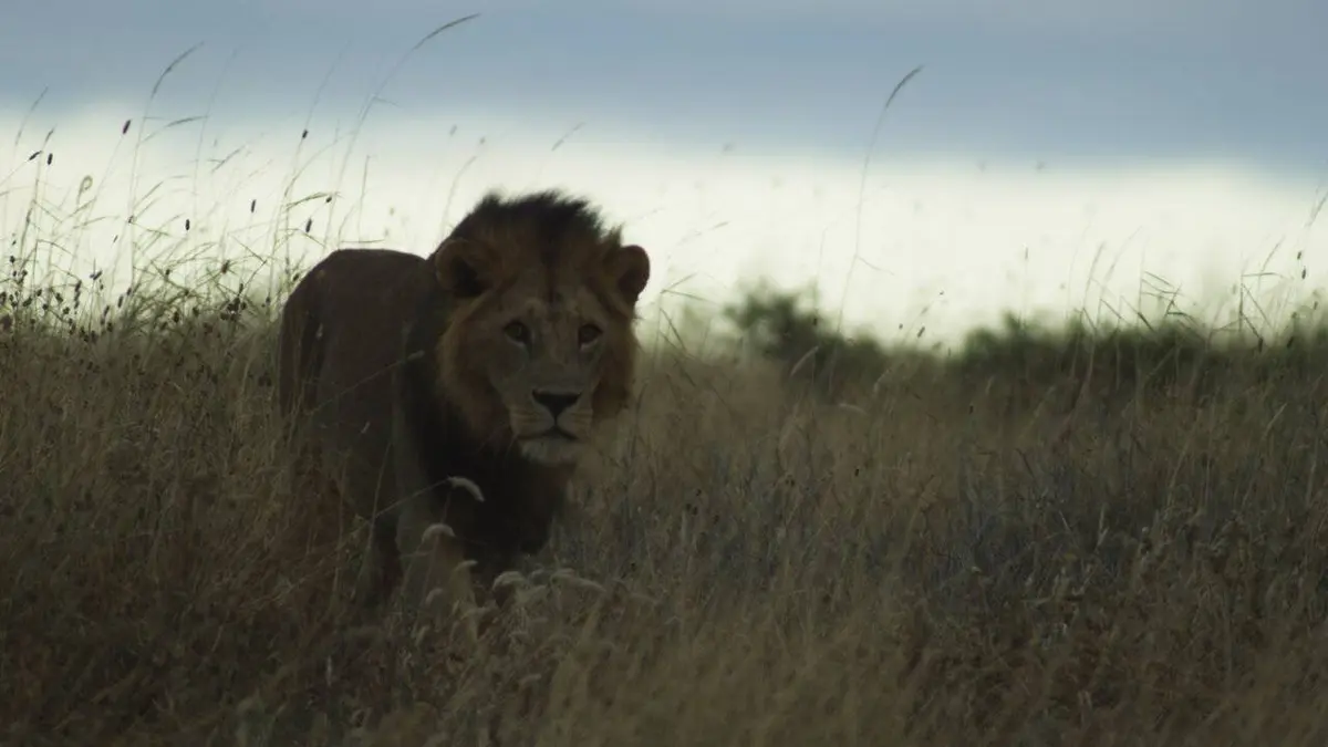 Les Massaïs et le lion