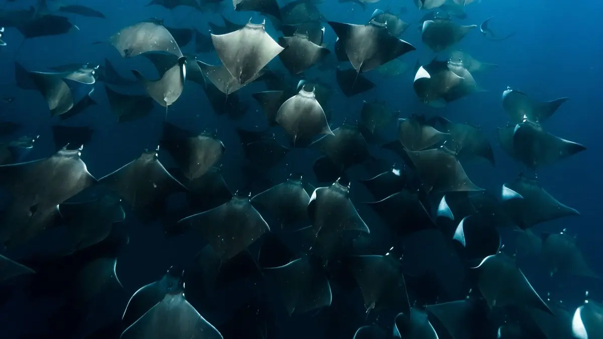 Visuel de Les merveilles de l'Océanie Le Sud