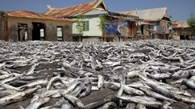 Les dragons de Komodo