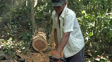 L'Amazonie luxuriante