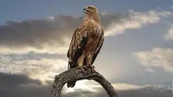 Les merveilles du corps animal Les bêtes de course