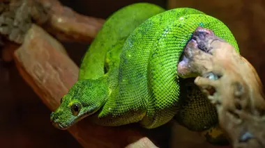 Les forces de la nature