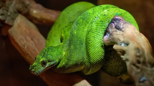 Les merveilles du corps animal Les forces de la nature