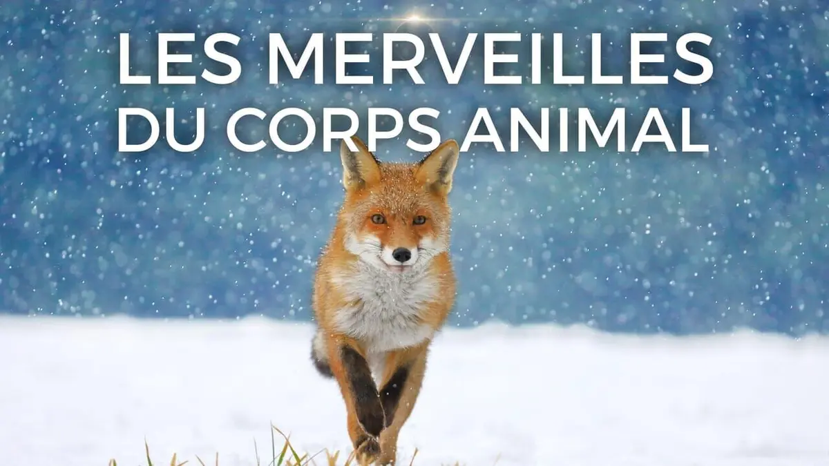 Les merveilles du corps animal Les hypersensibles