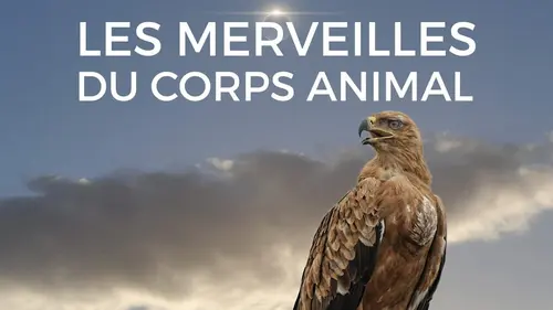 Les merveilles du corps animal Les bêtes de course