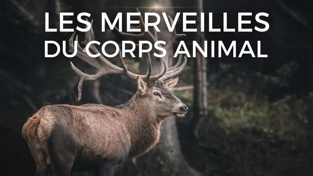 Les merveilles du corps animal Les champions de la régénération