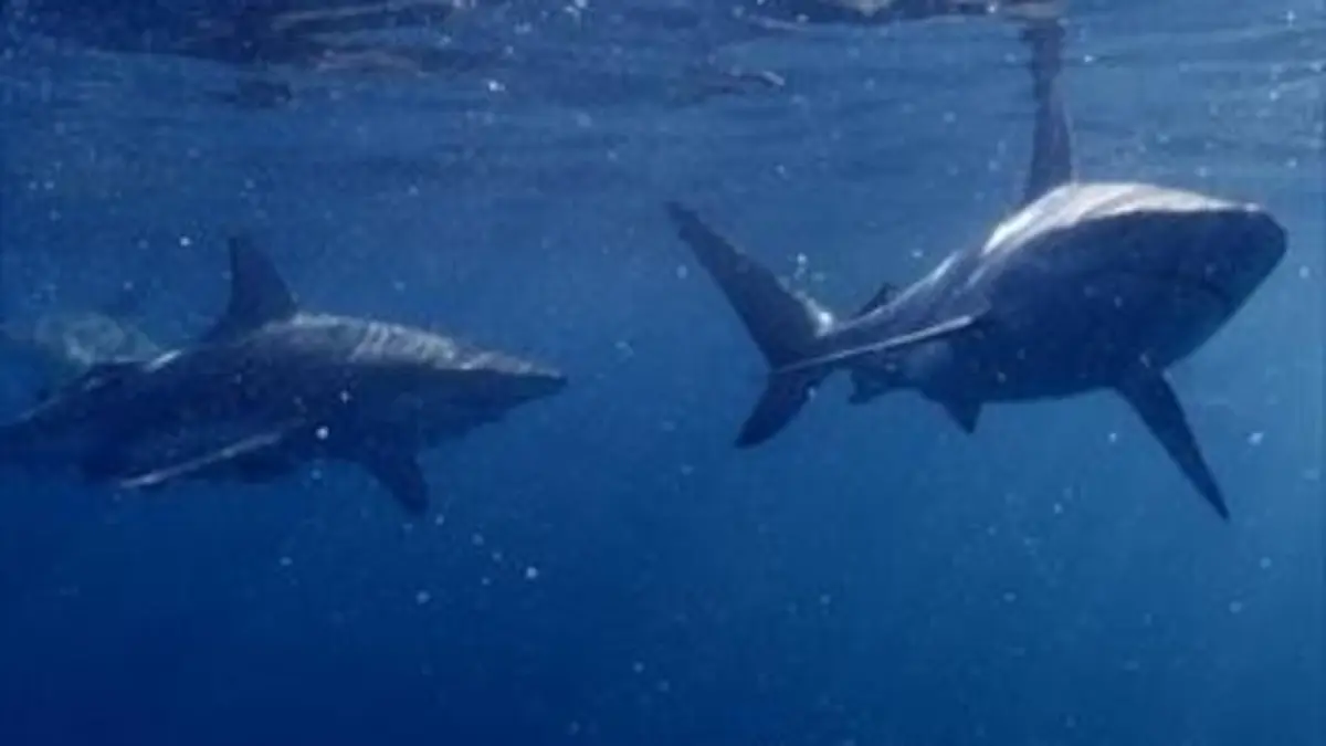 Les merveilles sous-marines de l'Afrique E01 Les royaumes des dunes d'Aliwal Shoal et de Sodwana Bay