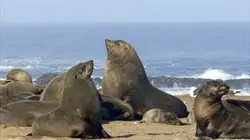 Sur Animaux à 20h35 : Les merveilles sous-marines de l'Afrique