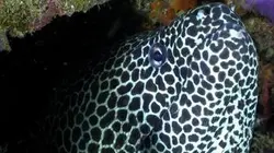 Sur Animaux à 21h25 : Les merveilles sous-marines de l'Afrique