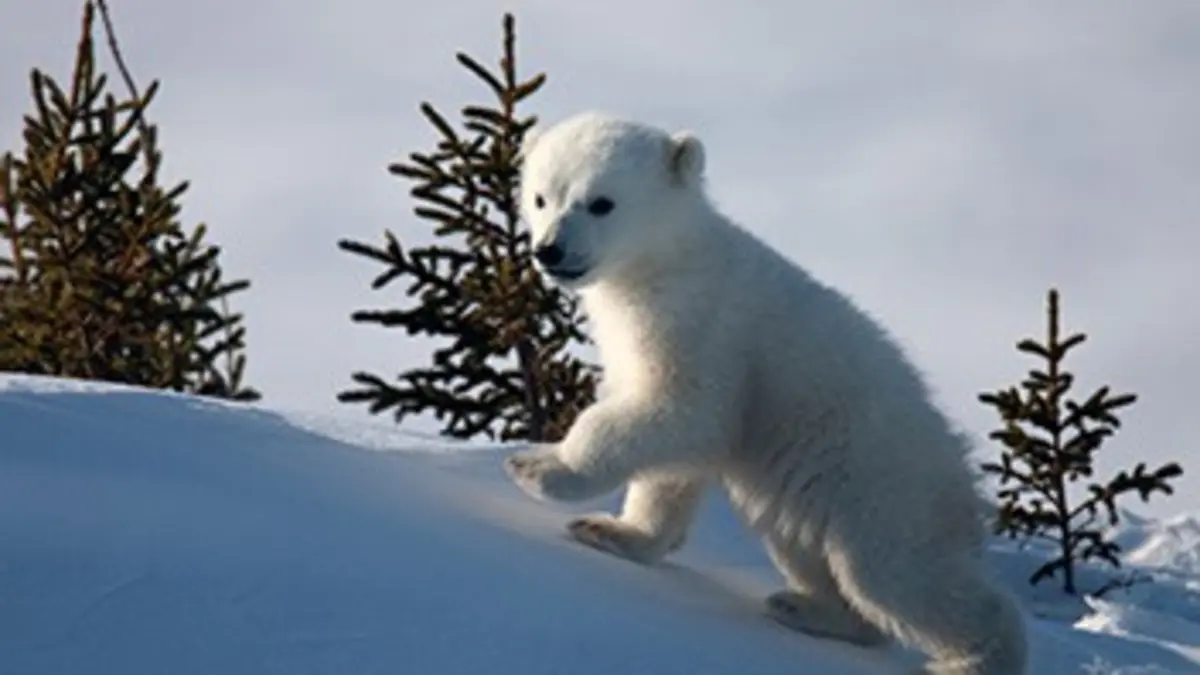 Les métamorphoses de l'ours polaire