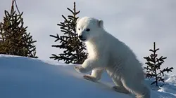 Visuel de Les métamorphoses de l'ours polaire