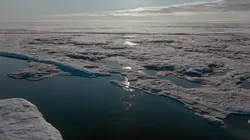 Les métamorphoses des glaces polaires : Un défi pour les écosystèmes