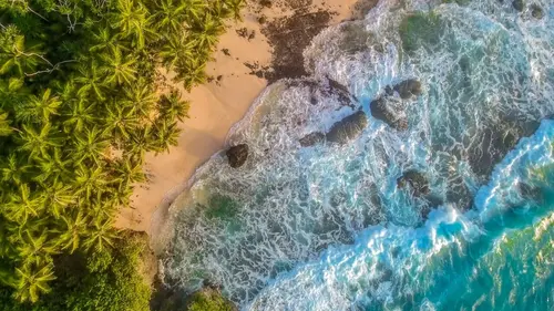 Les mille et un crabes de l'île Christmas