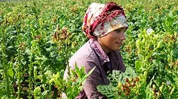 Visuel de Les mille et une Turquie