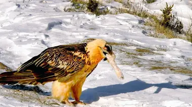 Sous l'oeil des gypaètes barbus