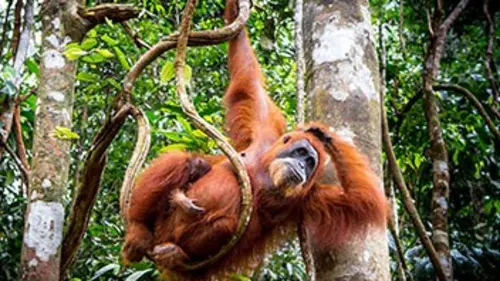 Les miracles de la mousson S01E01 La nature en suspens