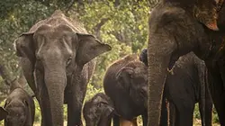 Visuel de Les miracles de la mousson