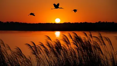Les miracles du delta de l'Okavango