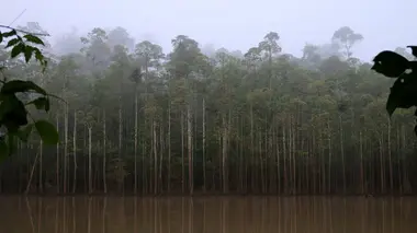 Kinabatangan, l'eden sauvage de Bornéo