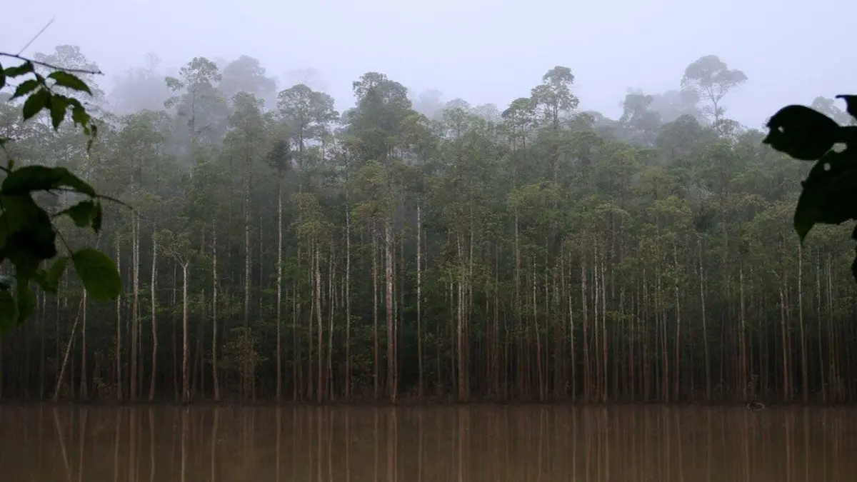 Les mondes inondés : Vivre entre deux eaux S01E02 Kinabatangan, l'eden sauvage de Bornéo
