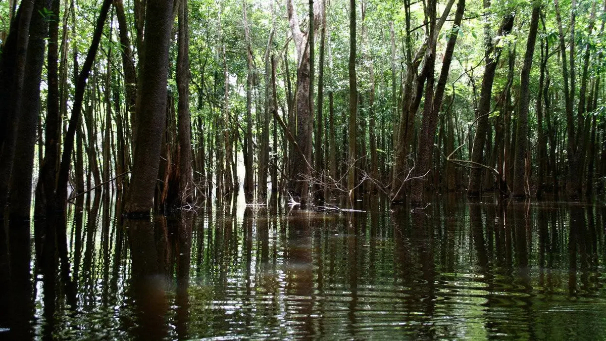 Les mondes inondés : Vivre entre deux eaux S01E03 Pacaya Samiria, la jungle des miroirs