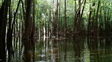 Les mondes inondés : Vivre entre deux eaux S01E03 Pacaya Samiria, la jungle des miroirs
