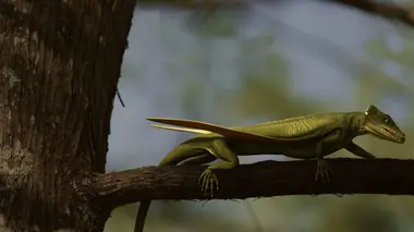 Les mondes perdus Qui a tué les insectes géants ?