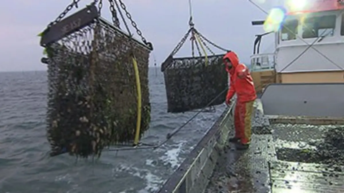 Les moules, reines des coquillages