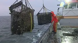 Visuel de Les moules, reines des coquillages