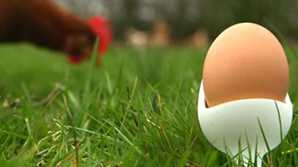 Les mystères de l'oeuf