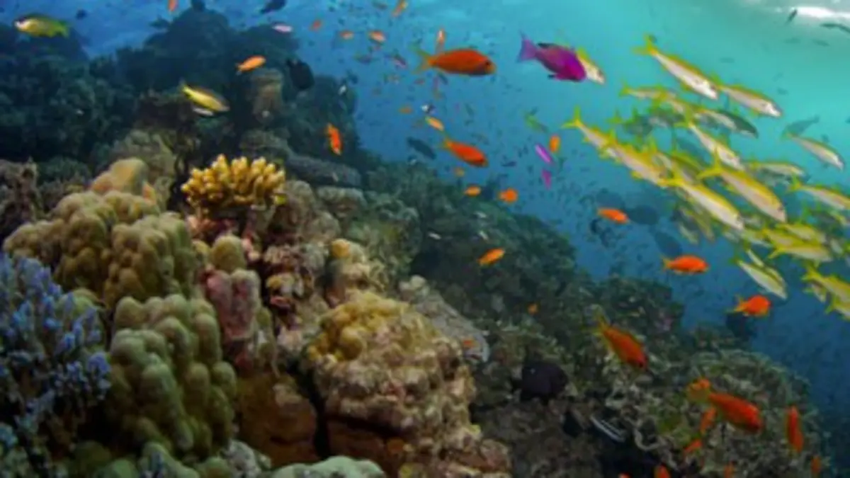 Les mystères de la Barrière de corail E01 Les créatures du récif