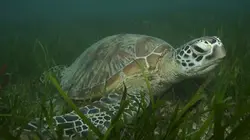 Visuel de Les mystères de la Barrière de corail