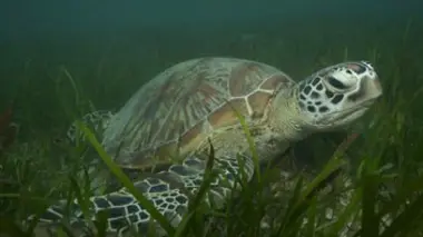 Les prédateurs du lagon