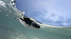 Visuel de Les mystères de la Barrière de corail