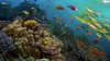 Les mystères de la Barrière de corail E01 Les créatures du récif (2012)