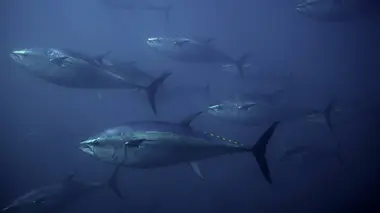 Une histoire de migration