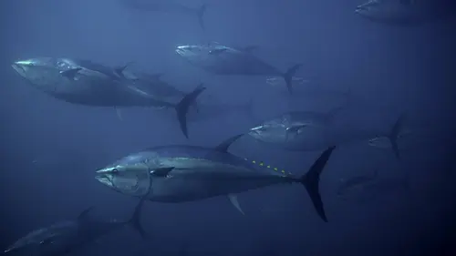 Les mystères de la Méditerranée S01E02 Une histoire de migration