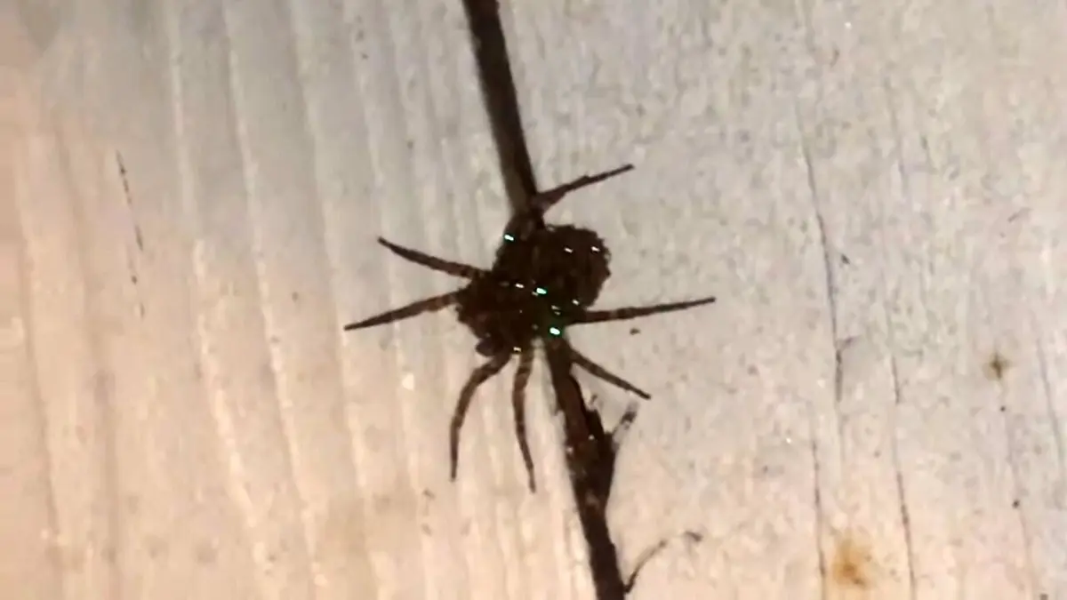 Les mystères de la nature Araignée scintillante