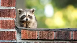 Les mystères de la nature  L'escalade du raton laveur !